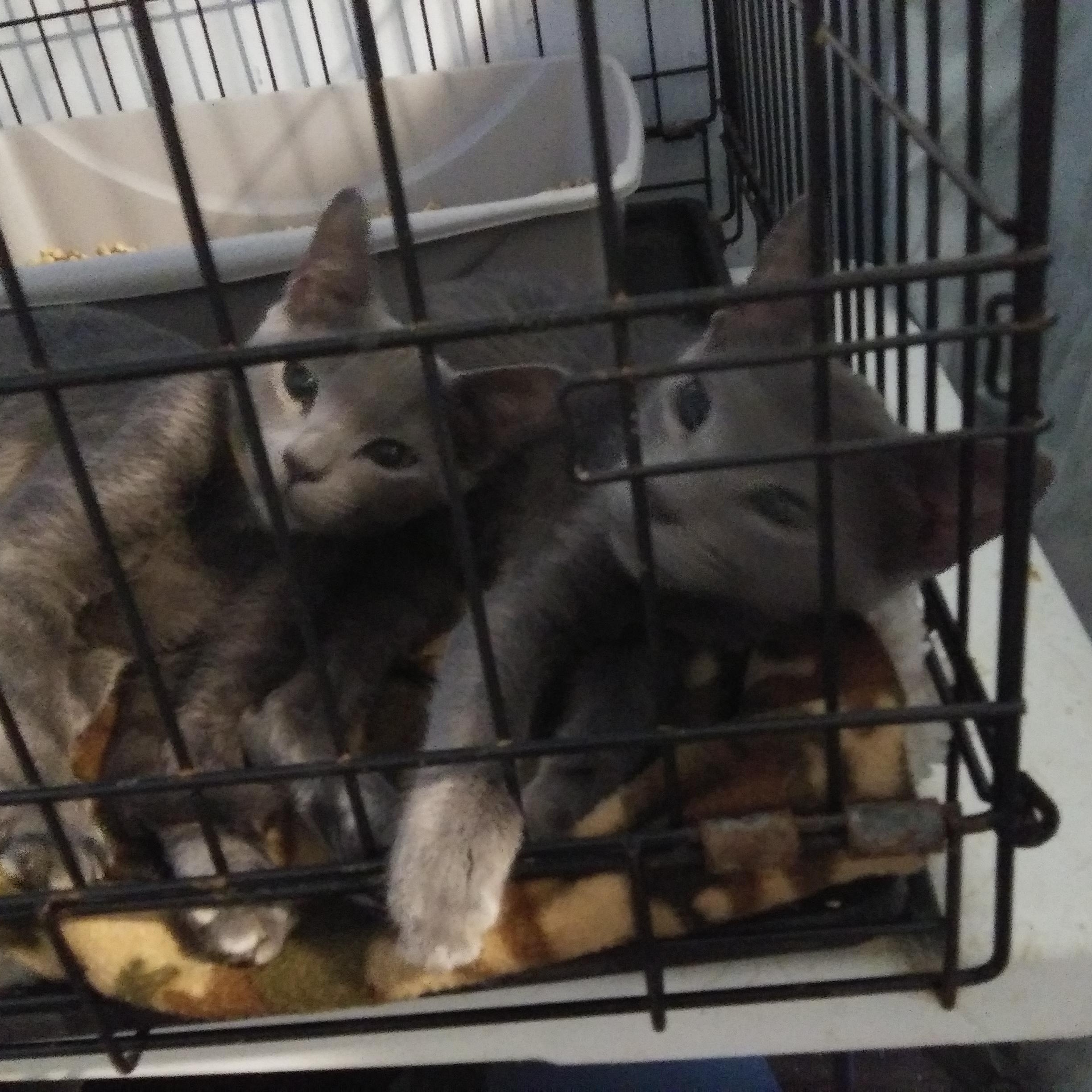Enlarge Emile (Bonded with Remi), a Adoptable Domestic Short Hair in Port Wentworth, GA image 2/5