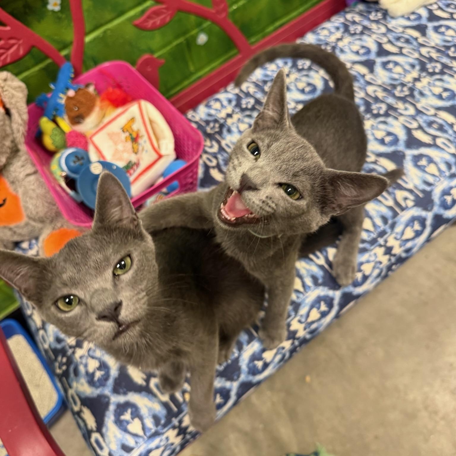 Emile (Bonded with Remi), Adoptable, Kitten Male Domestic Short Hair.