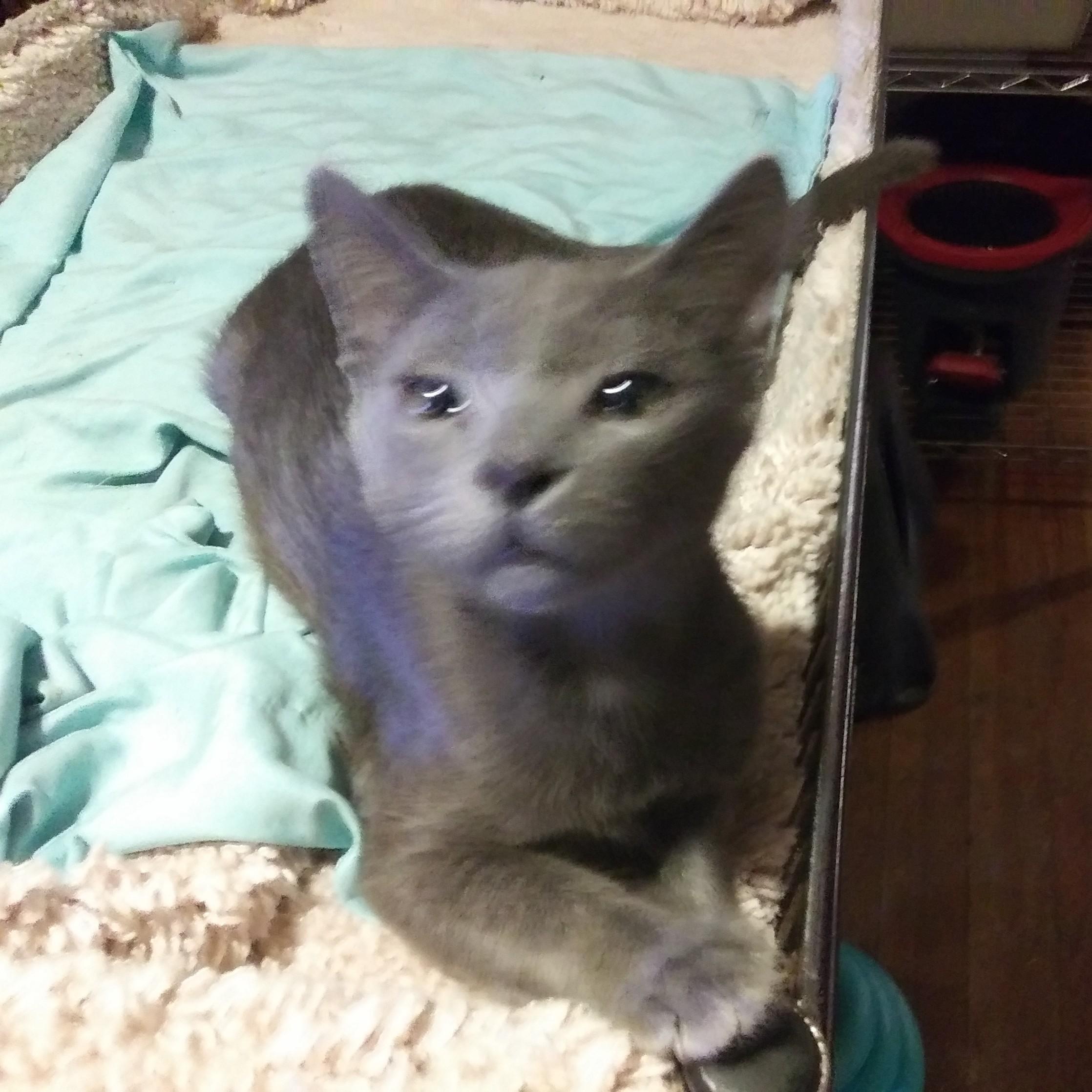 Enlarge Emile (Bonded with Remi), a Adoptable Domestic Short Hair in Port Wentworth, GA image 3/5