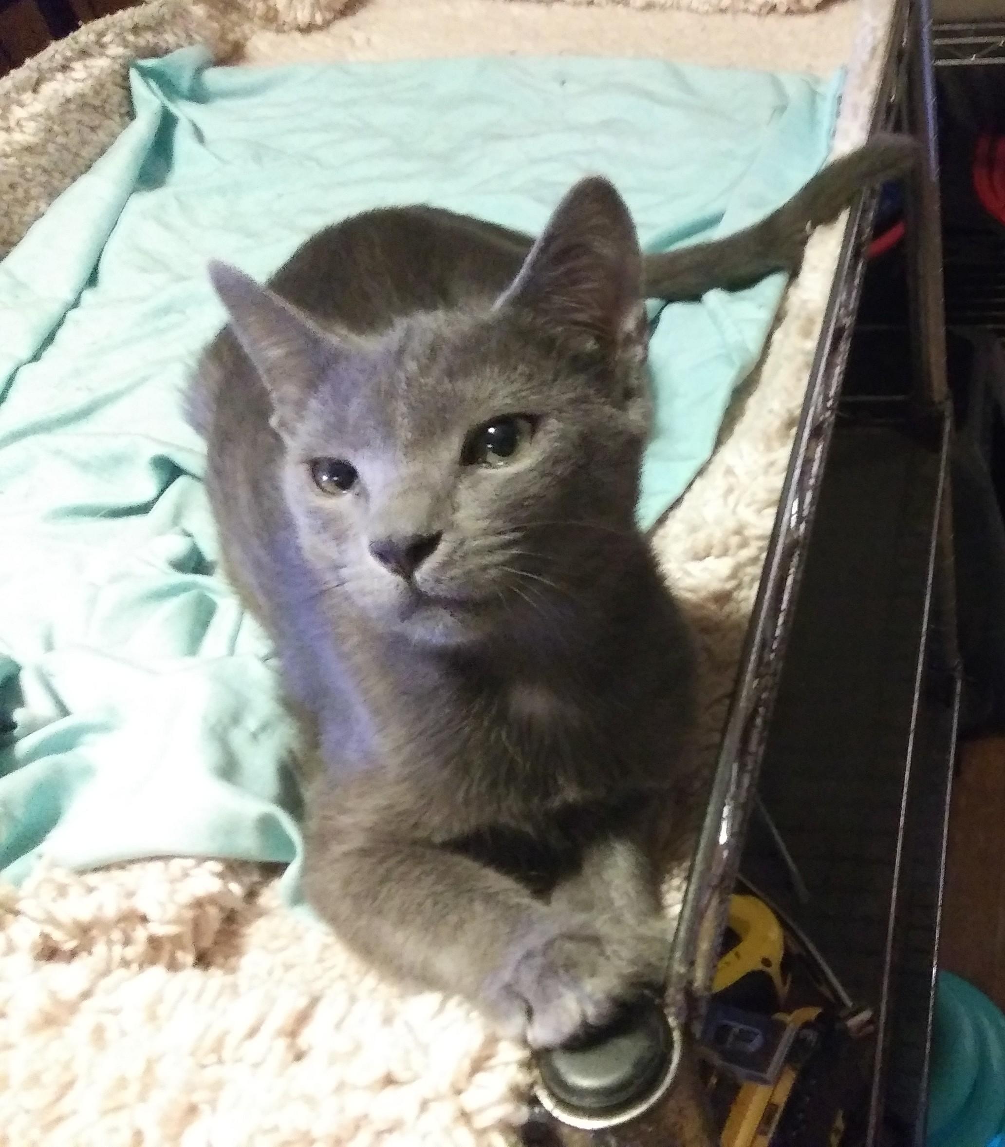 Enlarge Emile (Bonded with Remi), a Adoptable Domestic Short Hair in Port Wentworth, GA image 4/5