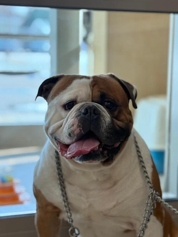 Legend, Adoptable, Adult Male American Bulldog.