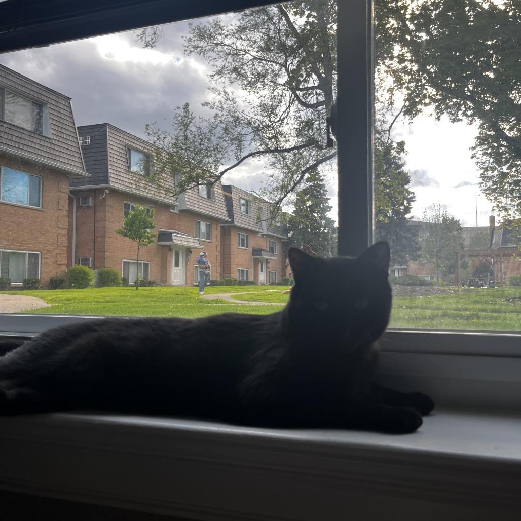 Chef Boyardee, an adopted Domestic Short Hair in Evanston, IL image 5/6