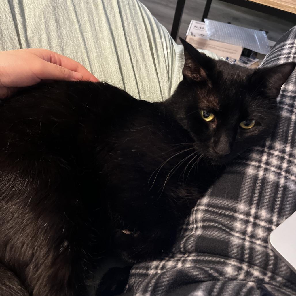 Chef Boyardee, an adopted Domestic Short Hair in Evanston, IL image 4/6