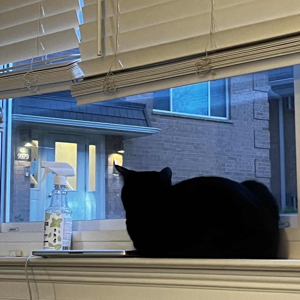 Chef Boyardee, an adopted Domestic Short Hair in Evanston, IL image 2/6