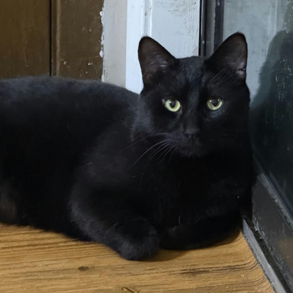Chef Boyardee, an adopted Domestic Short Hair in Evanston, IL image 1/6