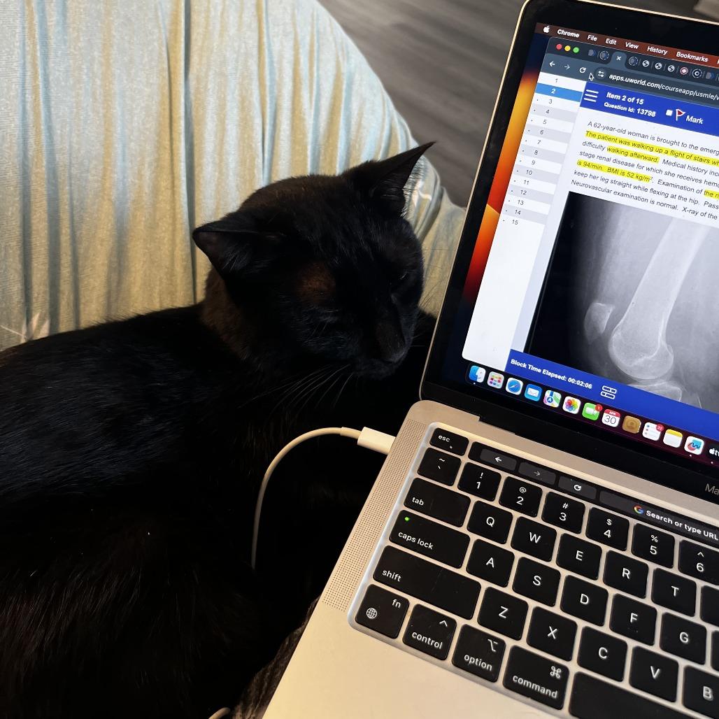 Chef Boyardee, an adopted Domestic Short Hair in Evanston, IL image 3/6