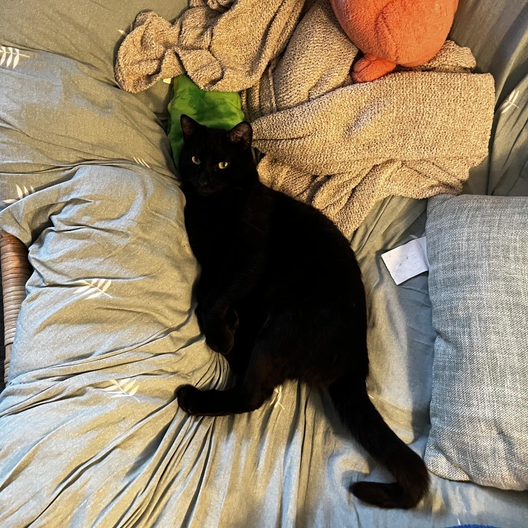 Chef Boyardee, an adopted Domestic Short Hair in Evanston, IL image 6/6