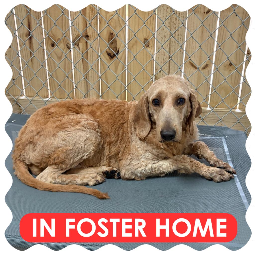 Enlarge Rio, a Adoptable Goldendoodle in Delaware, OH image 1/6