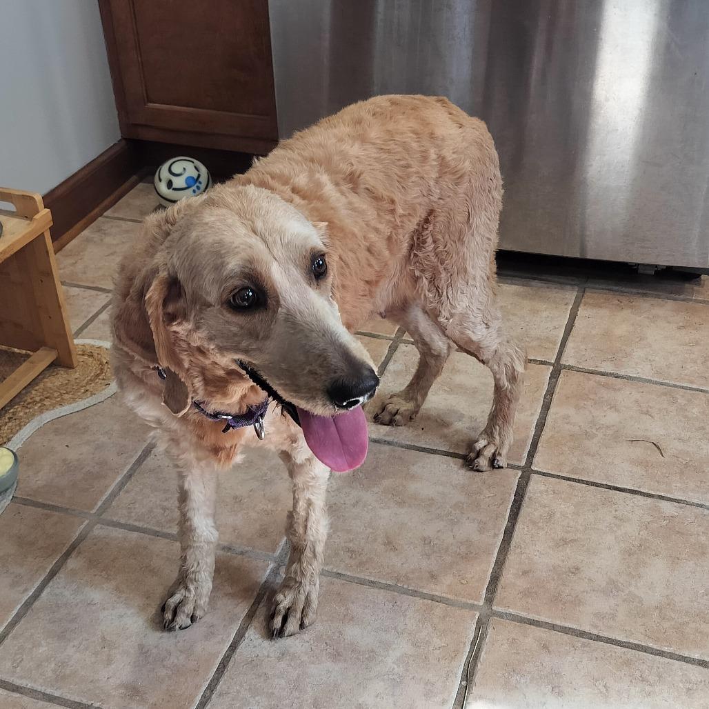 Enlarge Rio, a Adoptable Goldendoodle in Delaware, OH image 2/6