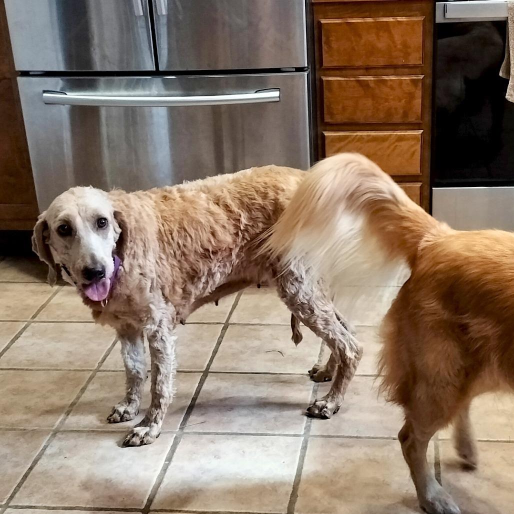 Enlarge Rio, a Adoptable Goldendoodle in Delaware, OH image 3/6