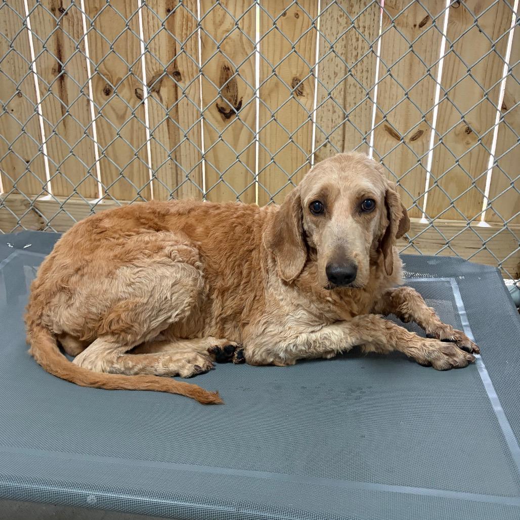Enlarge Rio, a Adoptable Goldendoodle in Delaware, OH image 4/6