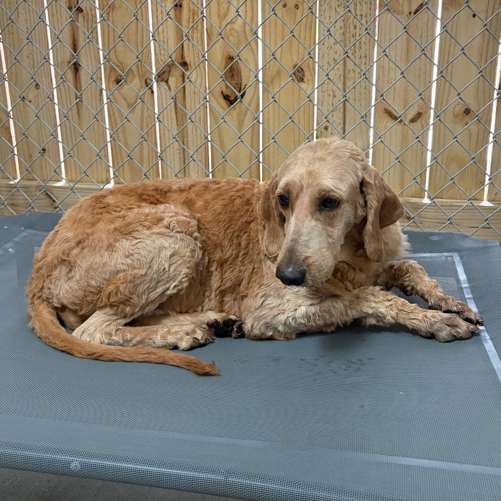 Enlarge Rio, a Adoptable Goldendoodle in Delaware, OH image 5/6