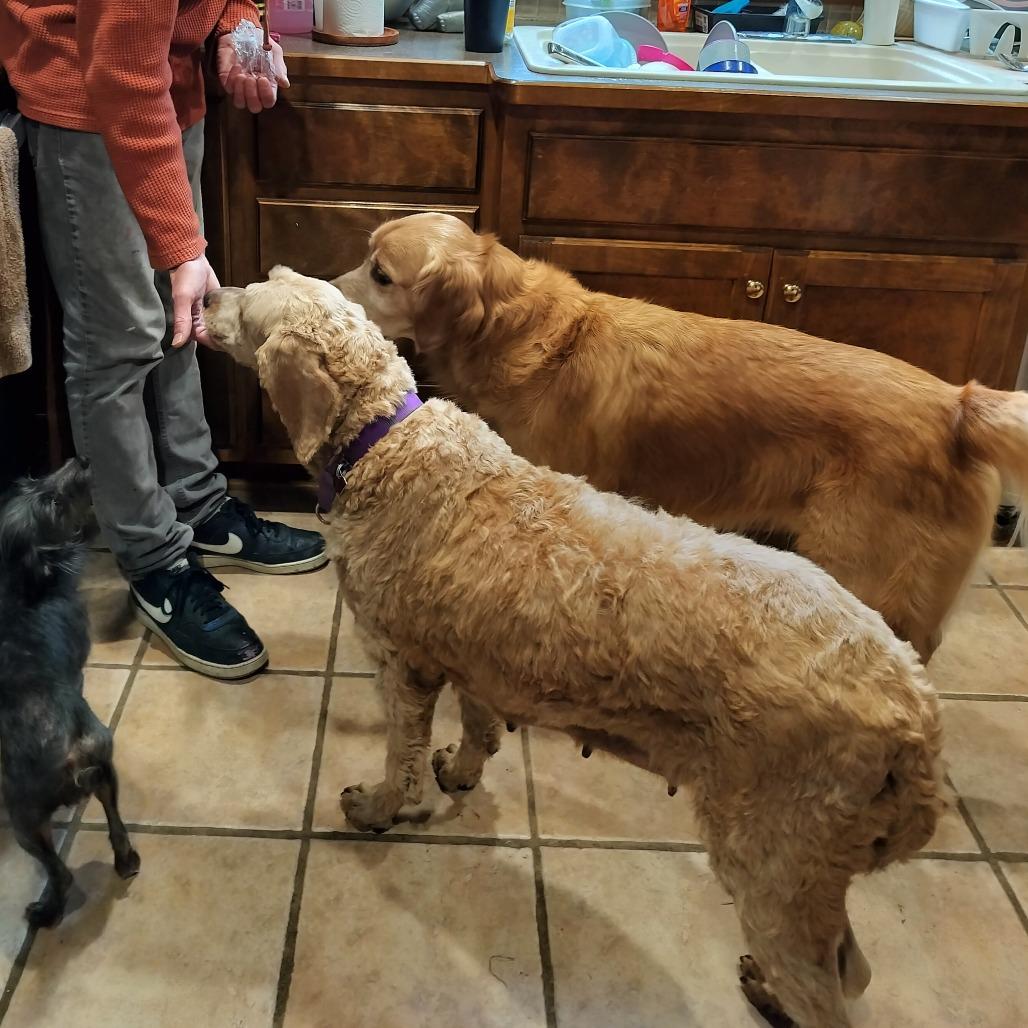 Enlarge Rio, a Adoptable Goldendoodle in Delaware, OH image 6/6