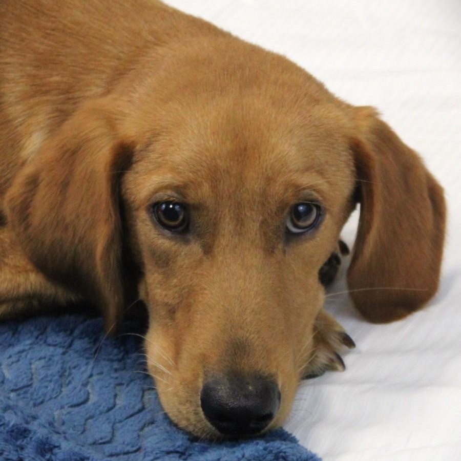 Meet Skeeter  This sweet 22-week-old pup is 23lbs of gentle soul His mom is a Goldendoodle and hi