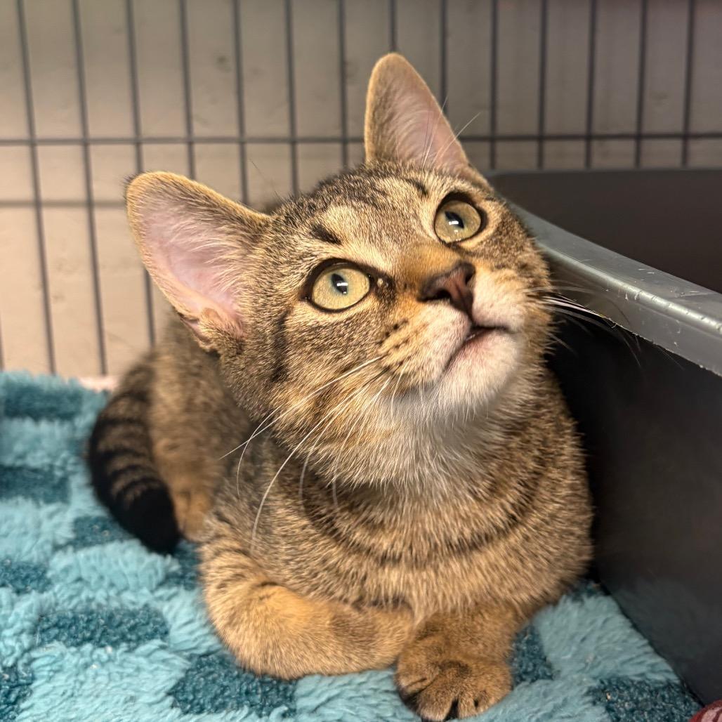 Dallas, Adoptable, Kitten Male Domestic Short Hair.