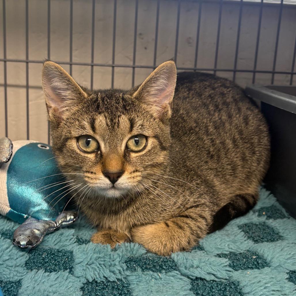 Dallas, a Adoptable Domestic Short Hair in Puslinch, ON image 2/6