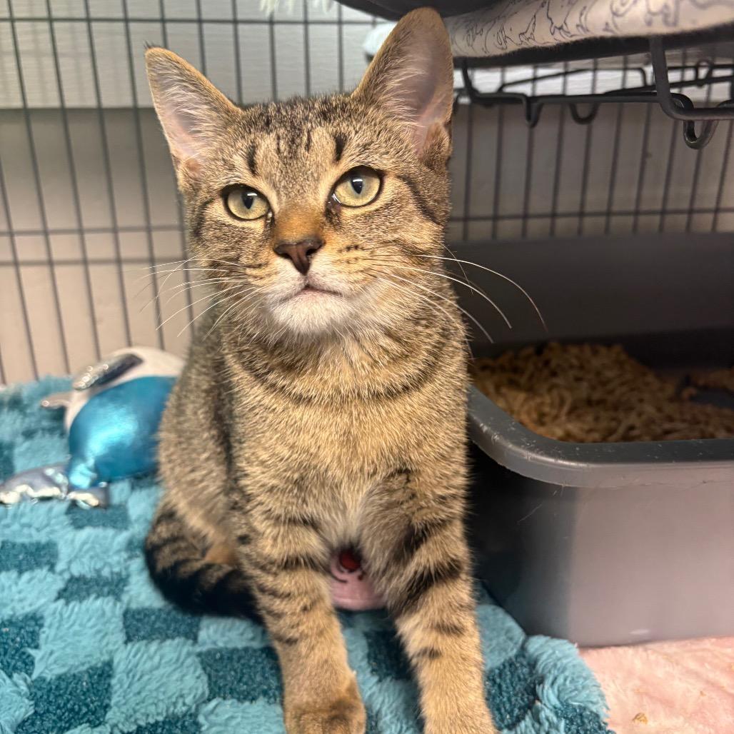 Dallas, a Adoptable Domestic Short Hair in Puslinch, ON image 3/6