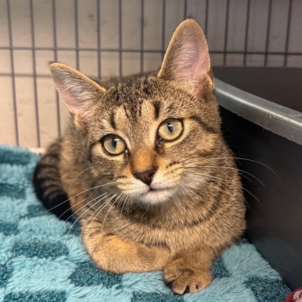 Enlarge Dallas, a Adoptable Domestic Short Hair in Puslinch, ON image 6/6