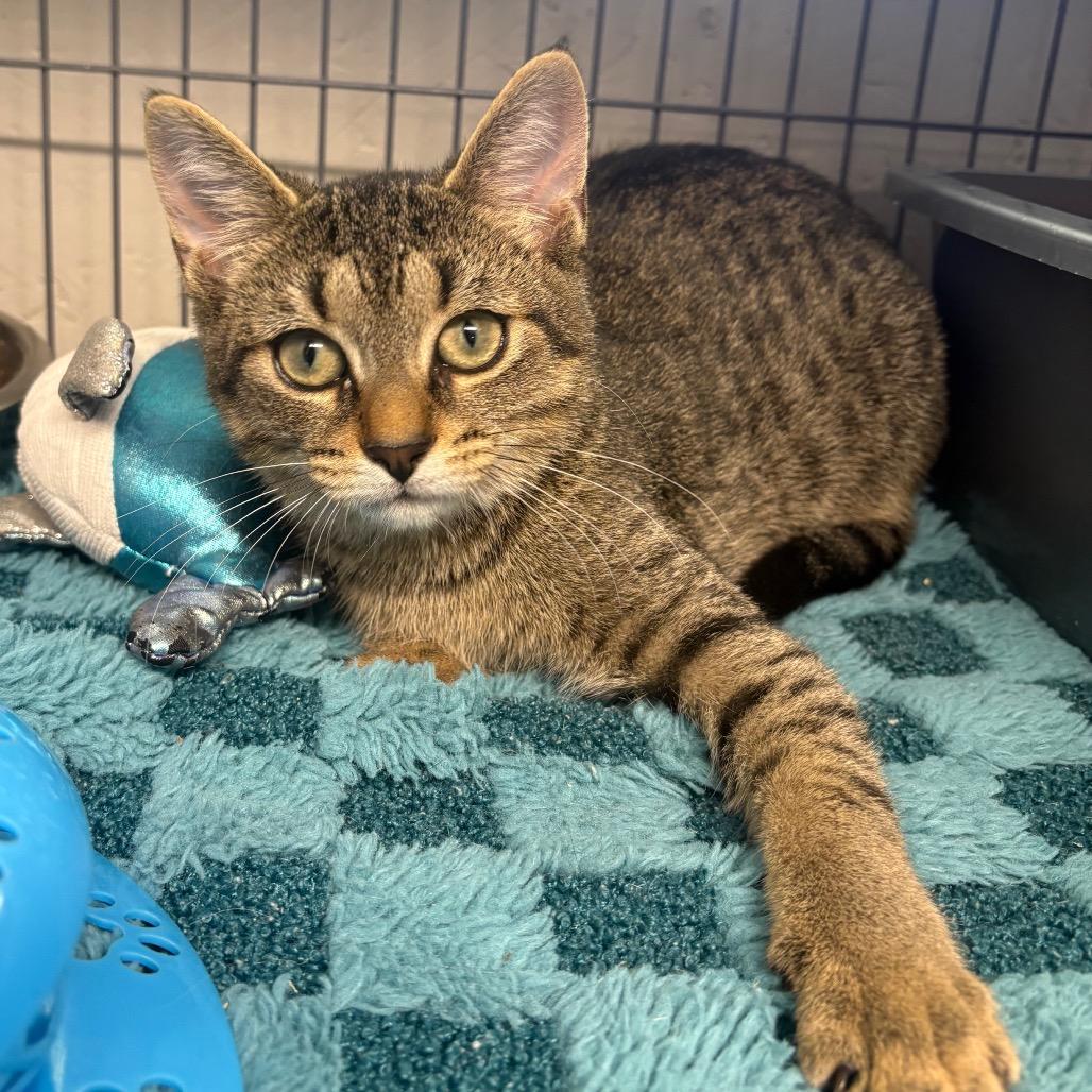 Dallas, a Adoptable Domestic Short Hair in Puslinch, ON image 4/6