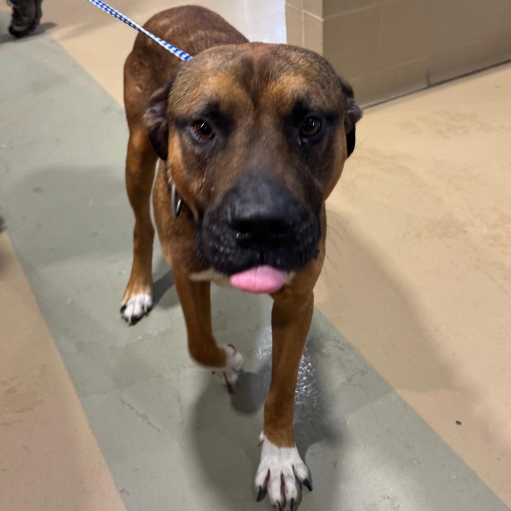 Jacob, Adoptable, Adult Male Mixed Breed.
