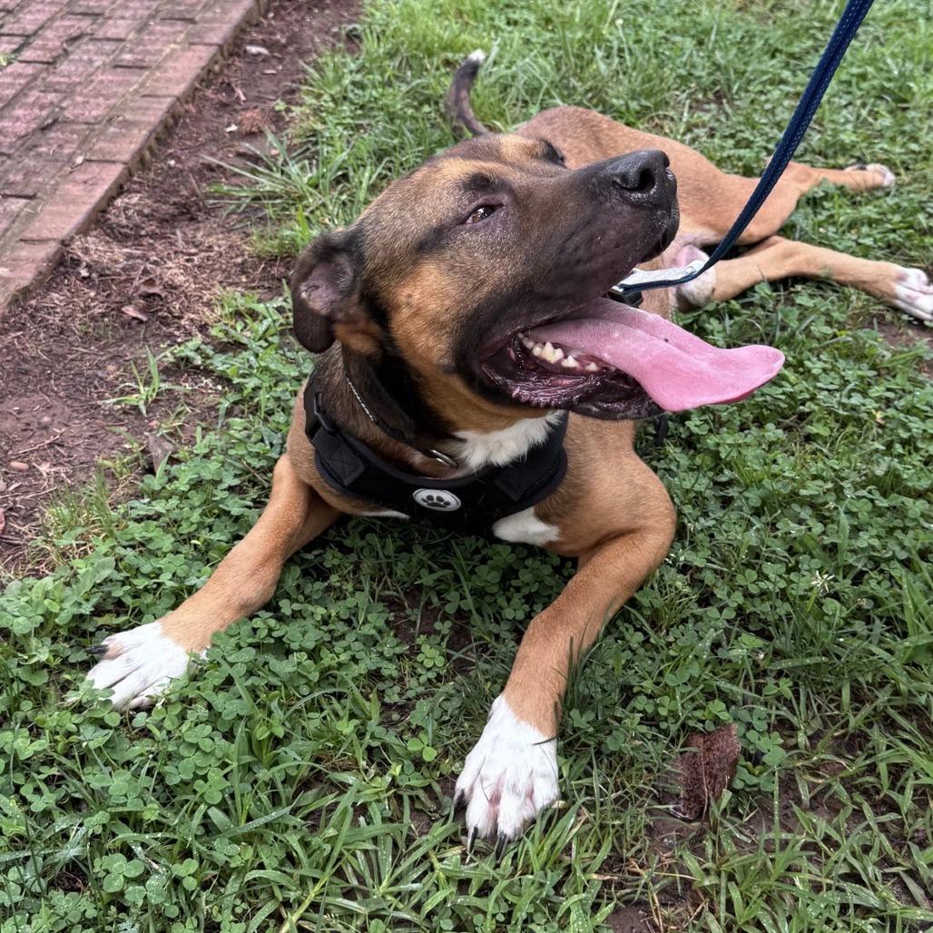 Jacob, a Adoptable Mixed Breed in Winston-Salem, NC image 2/5