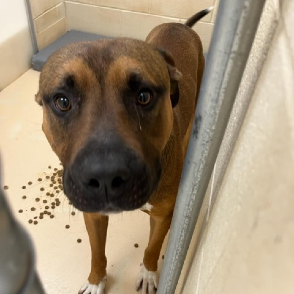 Jacob, a Adoptable Mixed Breed in Winston-Salem, NC image 3/5