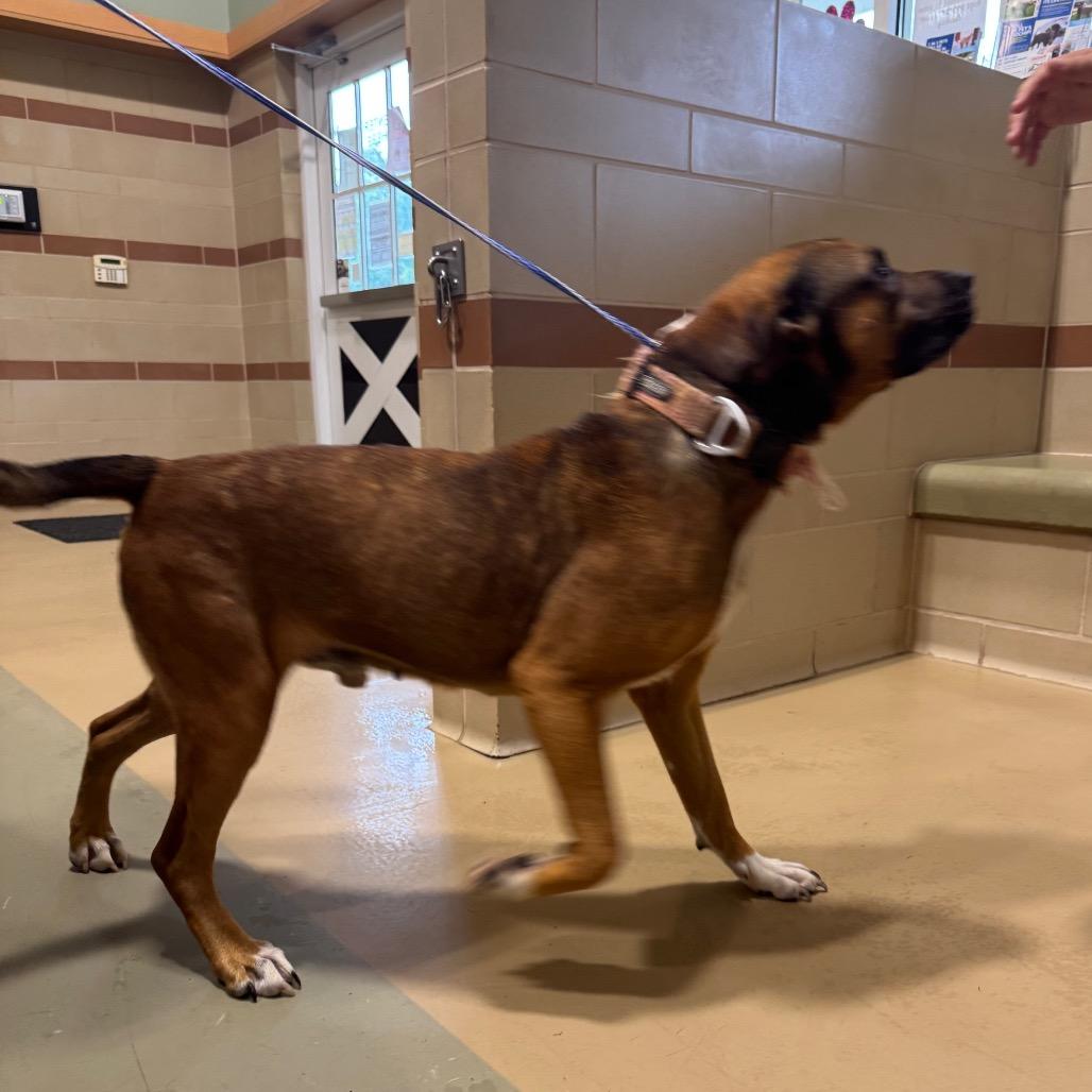 Jacob, a Adoptable Mixed Breed in Winston-Salem, NC image 4/5