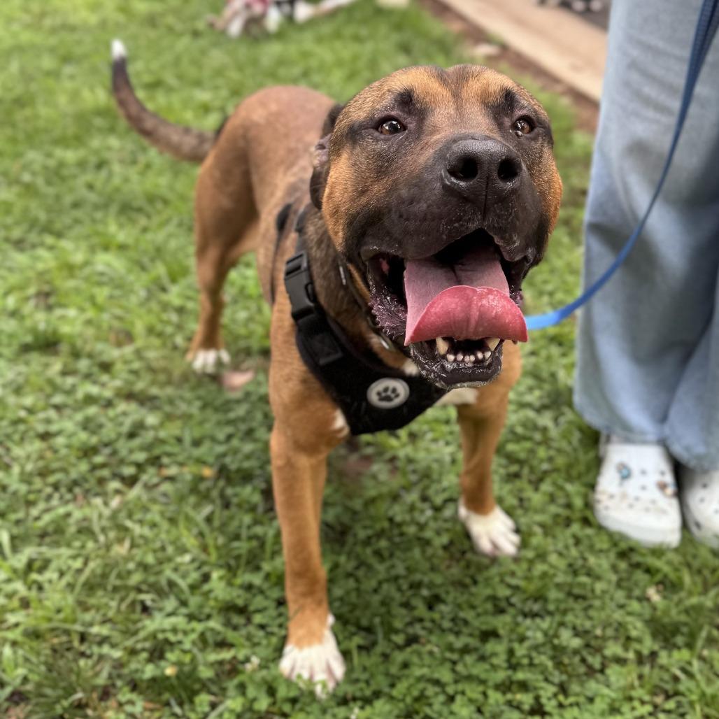 Jacob, a Adoptable Mixed Breed in Winston-Salem, NC image 5/5