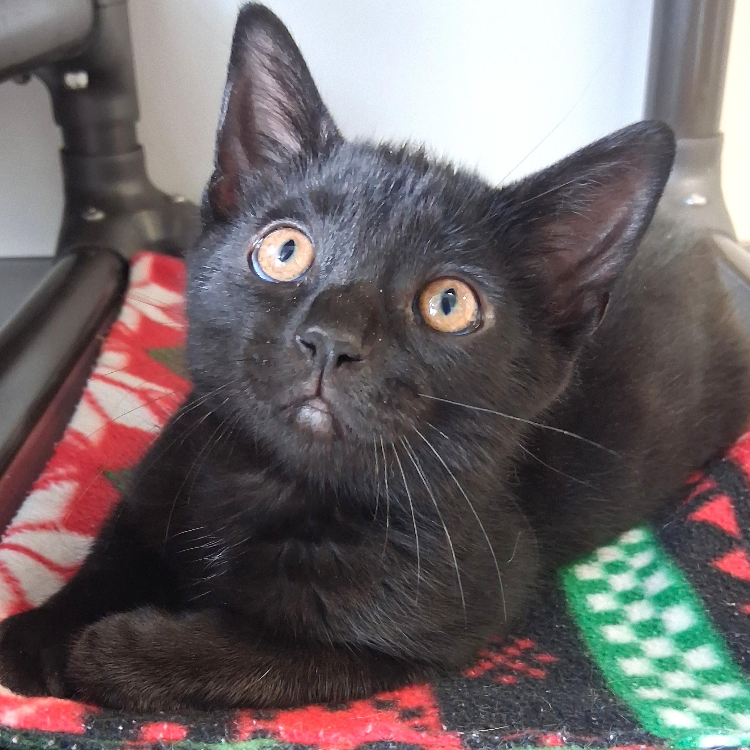 Bobo, adopted, Young Male Domestic Short Hair.