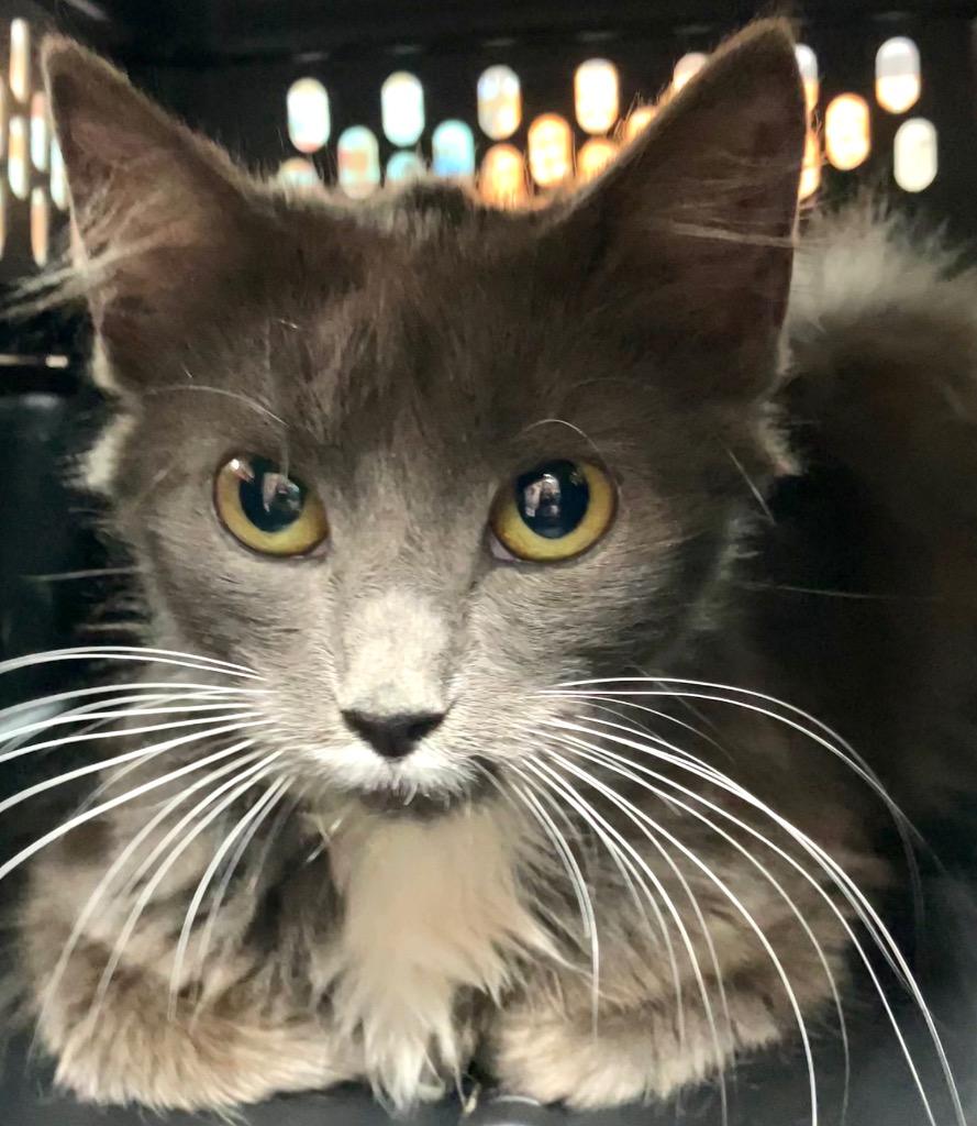 Enlarge Vera, a Adoptable Domestic Medium Hair in New Manchester, WV image 1/1