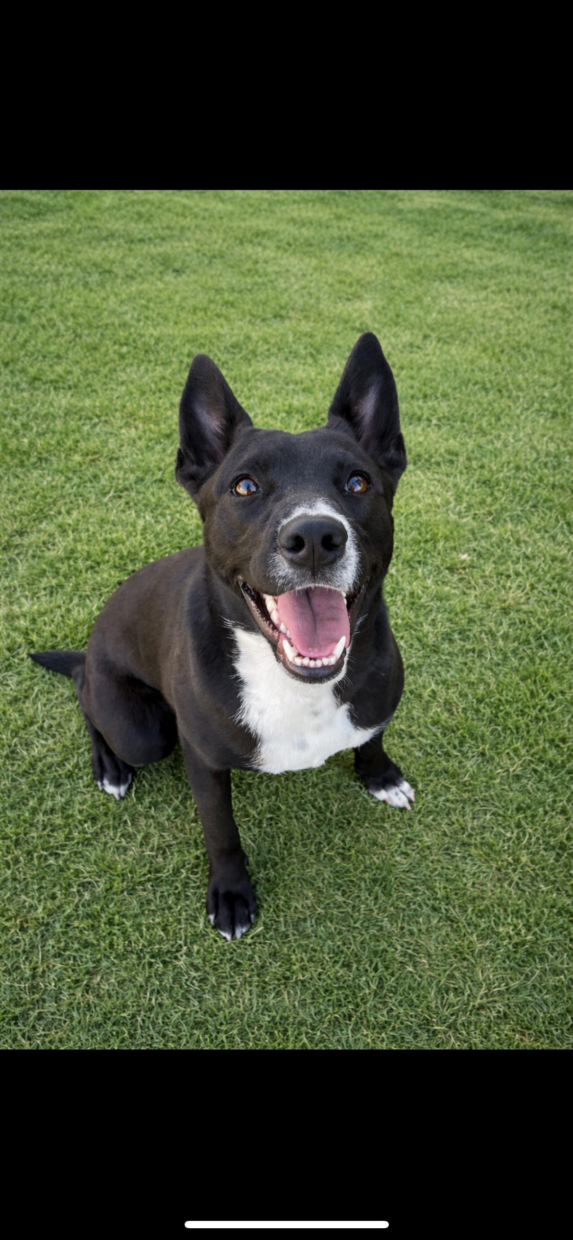 Enlarge Baby, a Adoptable mixed breed in Hamden, CT image 6/6
