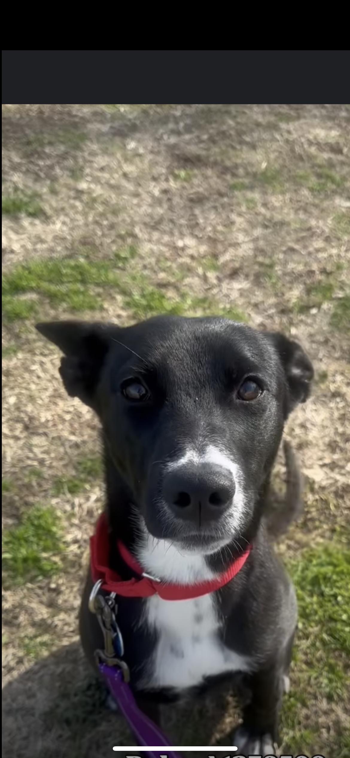Enlarge Baby, a Adoptable mixed breed in Hamden, CT image 3/6