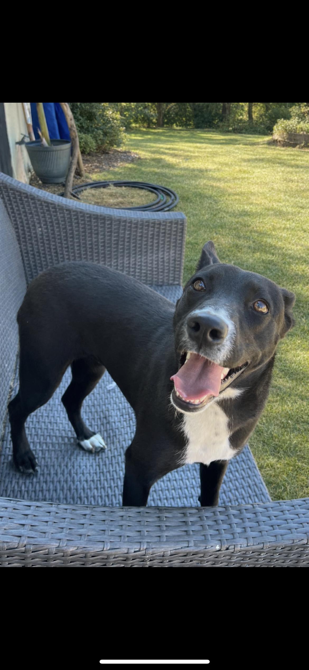 Enlarge Baby, a Adoptable mixed breed in Hamden, CT image 5/6