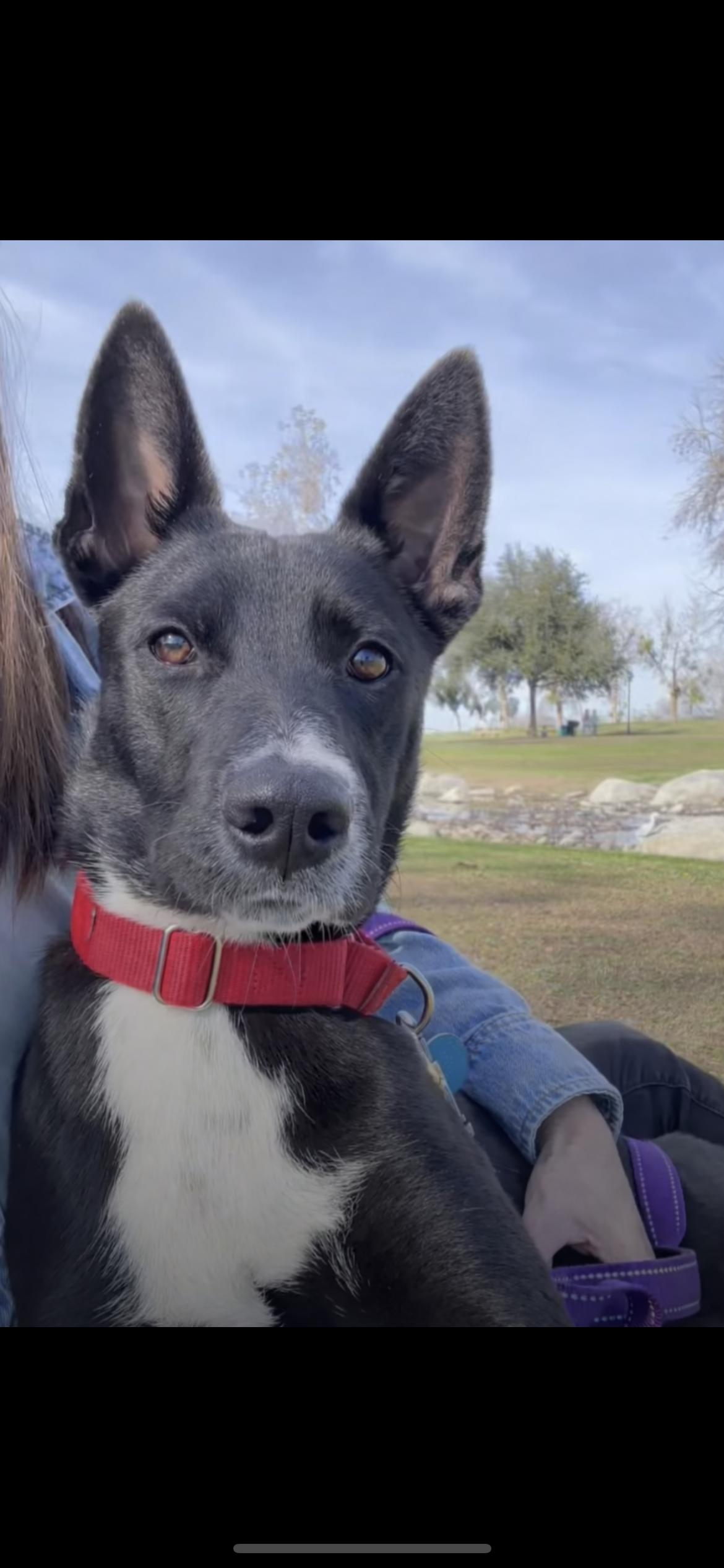 Enlarge Baby, a Adoptable mixed breed in Hamden, CT image 2/6