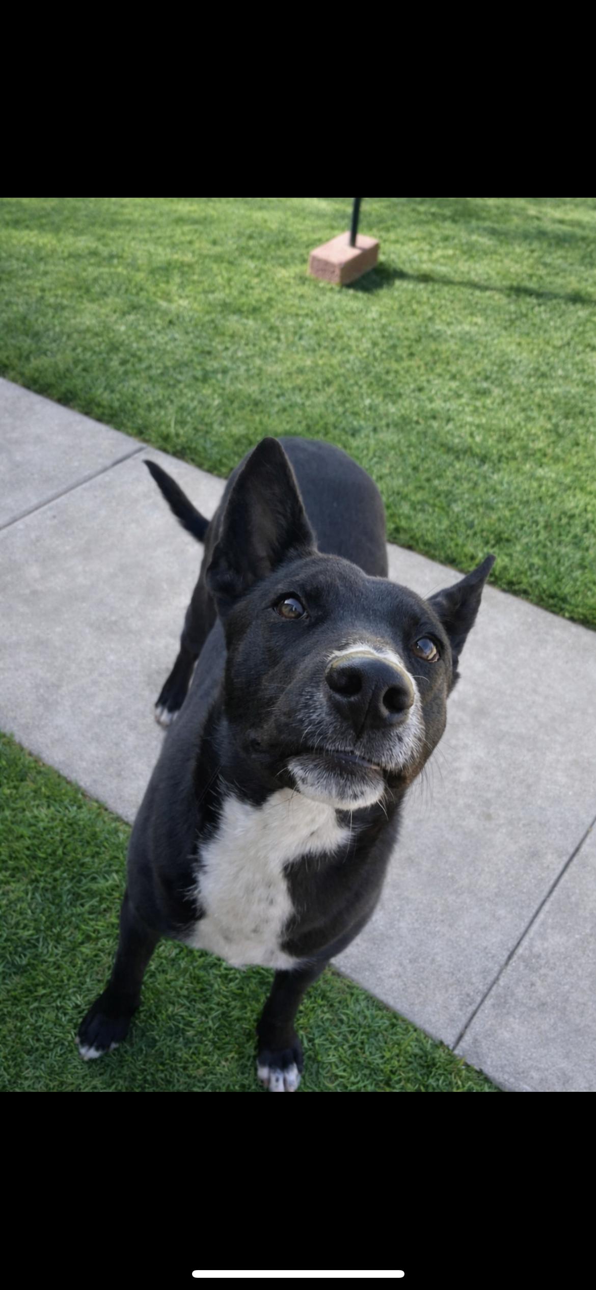 Enlarge Baby, a Adoptable mixed breed in Hamden, CT image 4/6