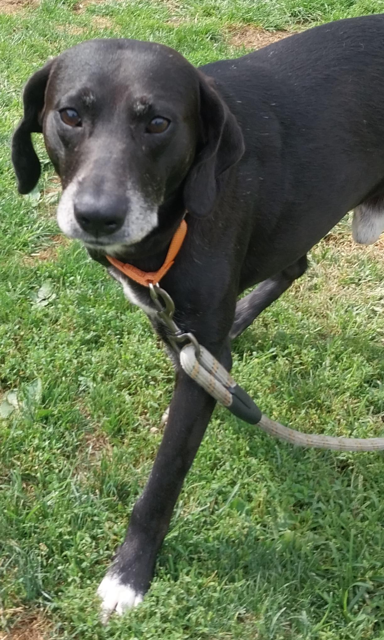 SAM, Adoptable, Adult Male Black Labrador Retriever.