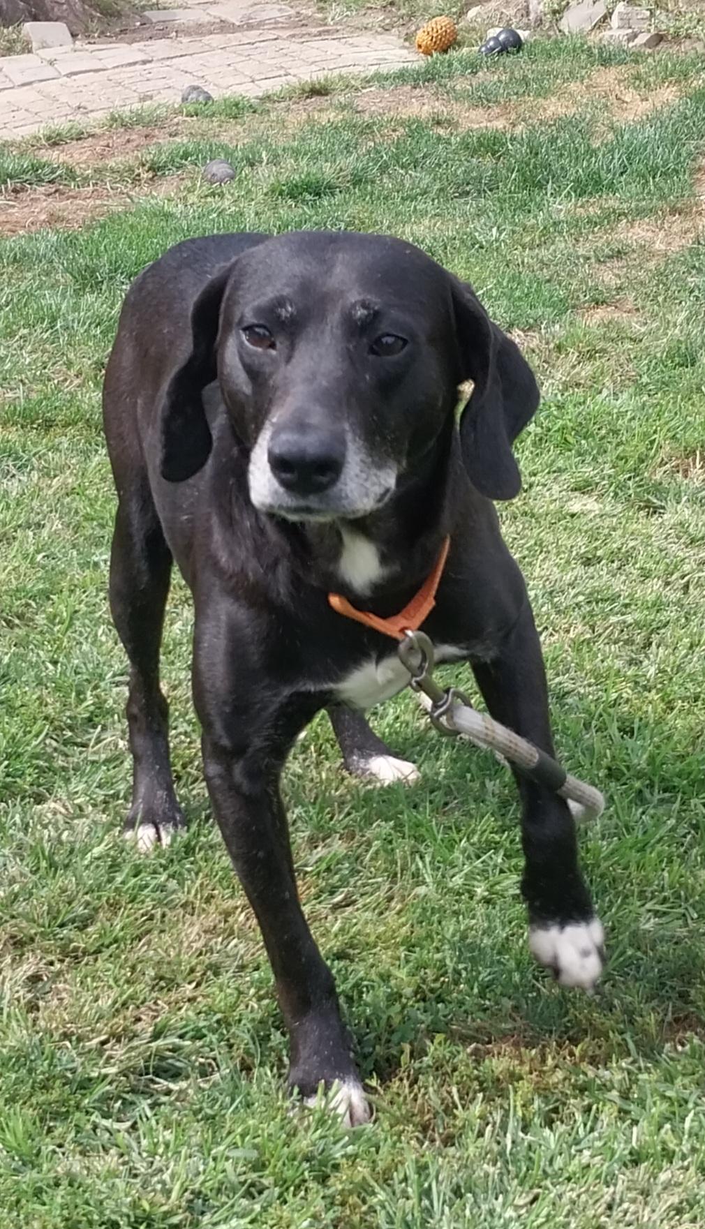 Enlarge SAM, a Adoptable mixed breed in Louisville, OH image 3/4