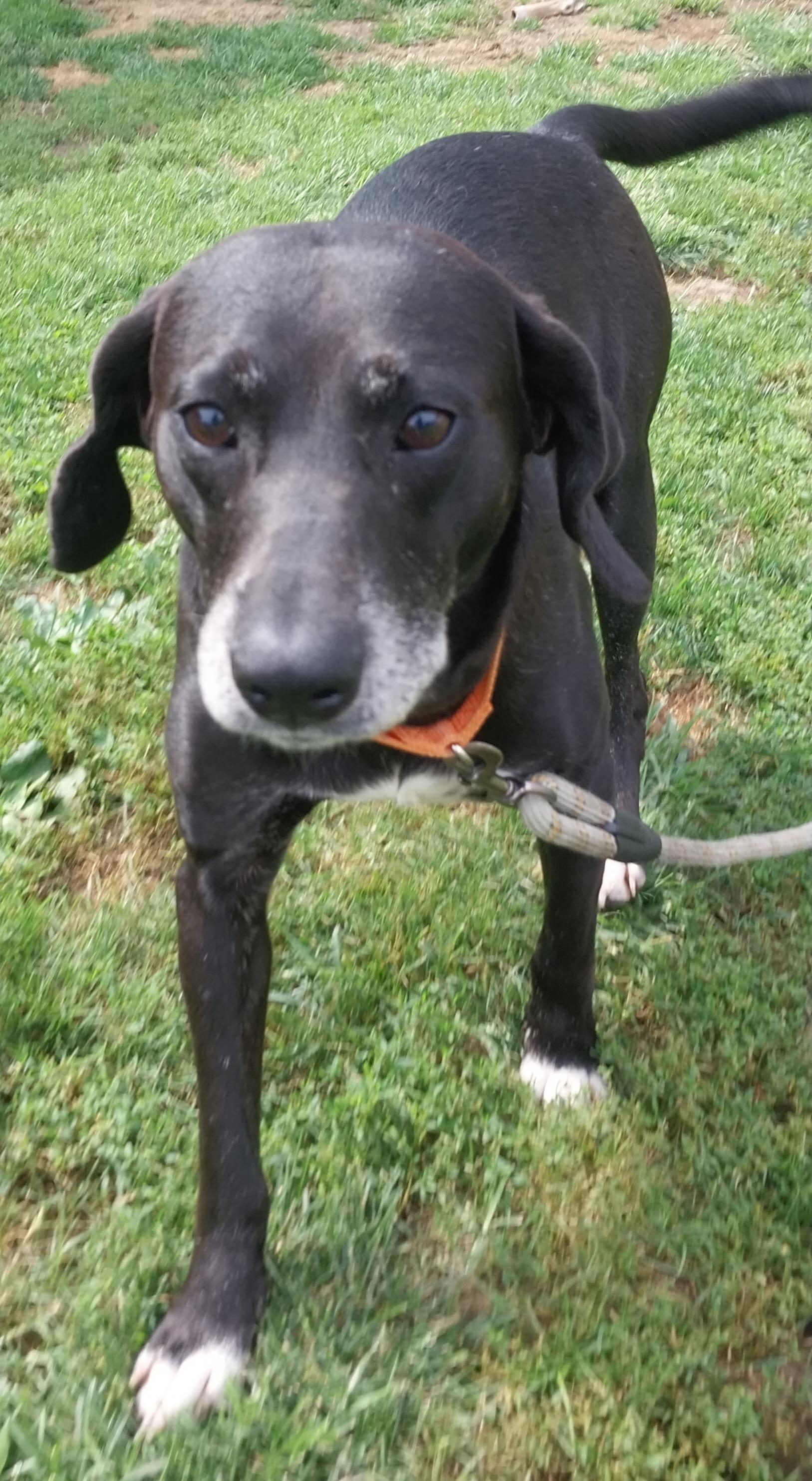 Enlarge SAM, a Adoptable mixed breed in Louisville, OH image 4/4