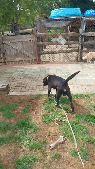 Enlarge SAM, a Adoptable mixed breed in Louisville, OH video 2/4