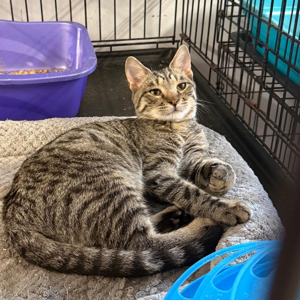 Badger, Adoptable, Kitten Male Domestic Short Hair.