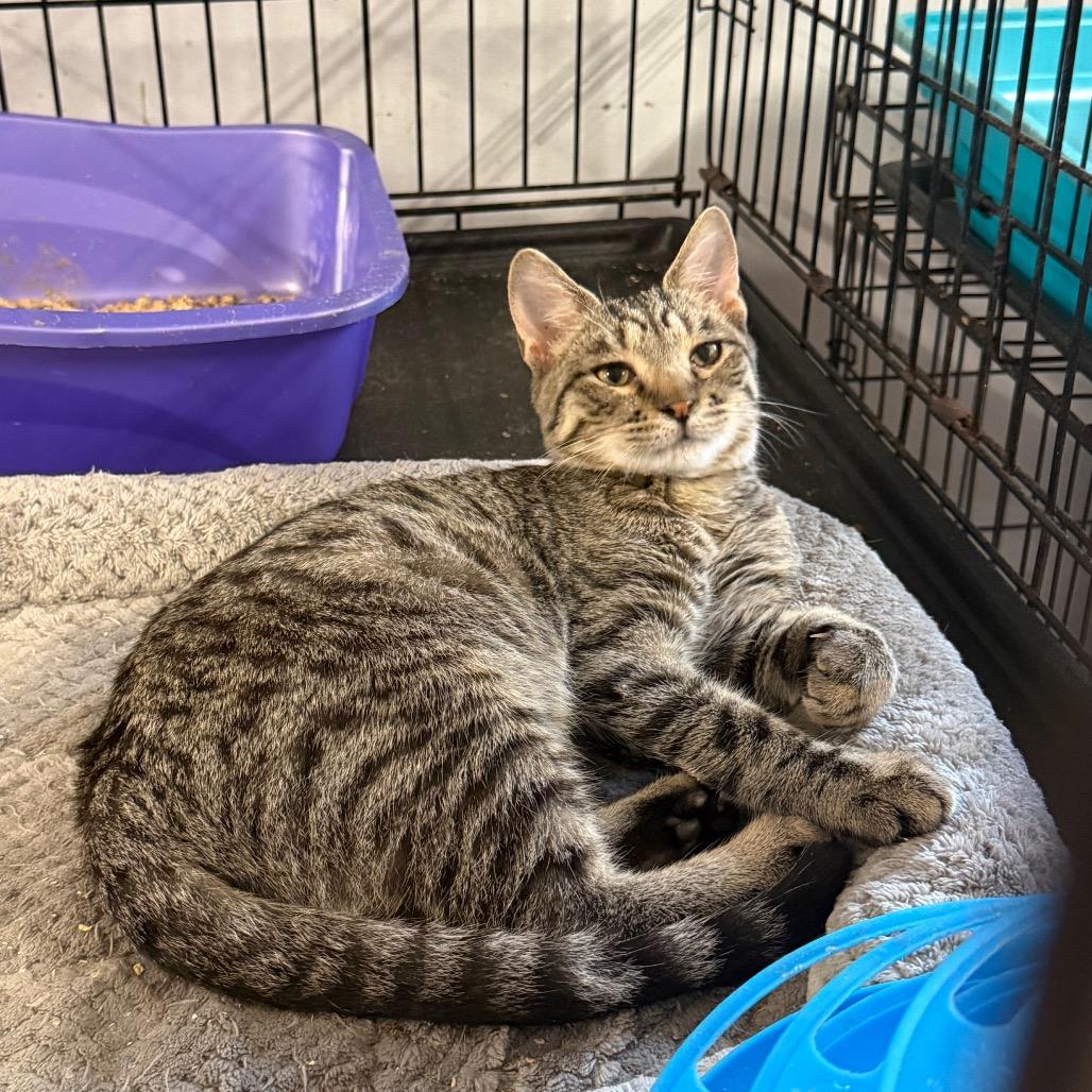 Enlarge Badger, a Adoptable Domestic Short Hair in Wappingers Falls, NY image 2/2