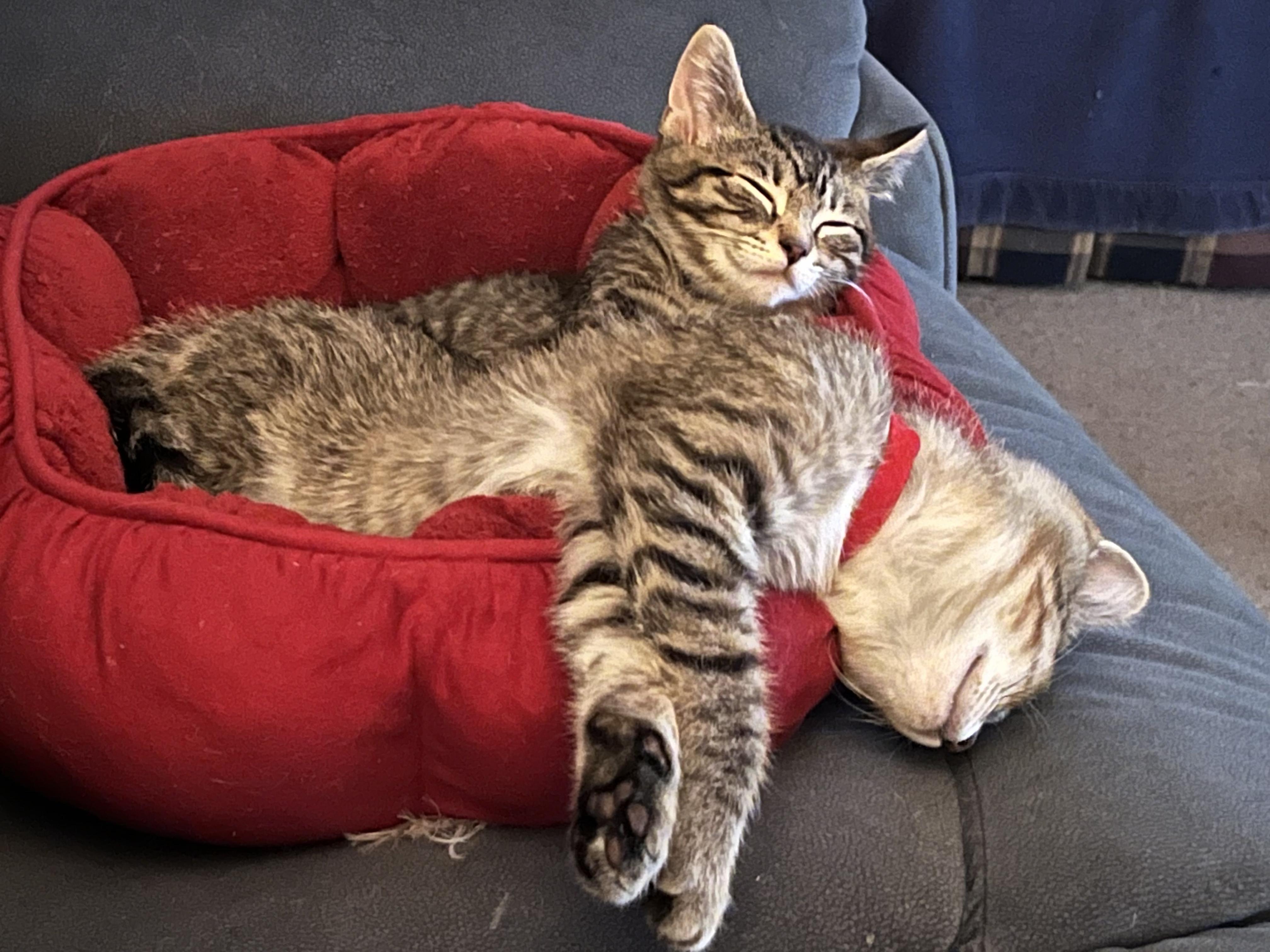 Brie, a Adoptable Domestic Short Hair in Apple Valley, MN image 2/3