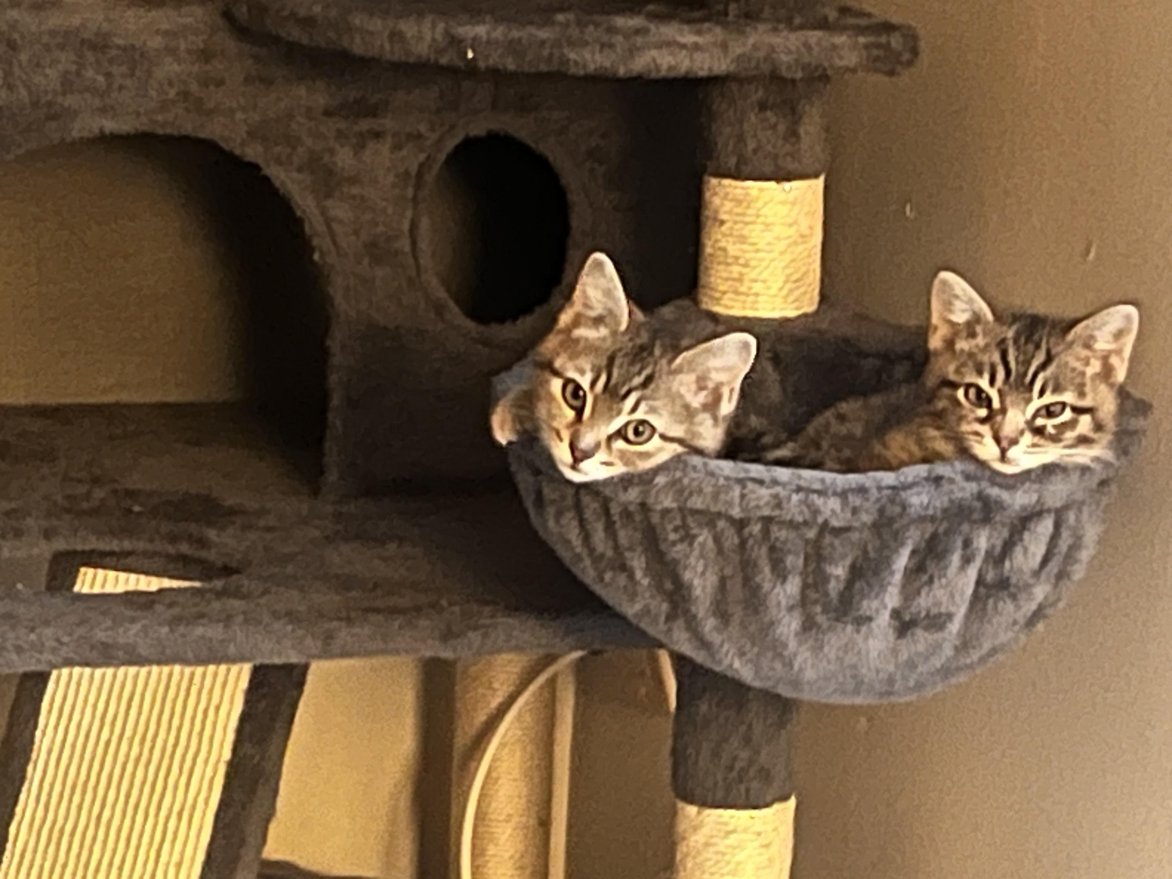 Brie, a Adoptable Domestic Short Hair in Apple Valley, MN image 1/3