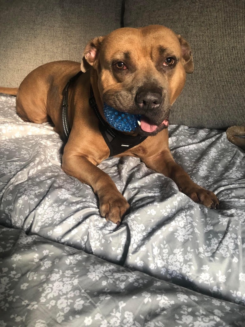 Enlarge Emmie (Foster Needed), a Adoptable mixed breed in Indianapolis, IN image 4/7