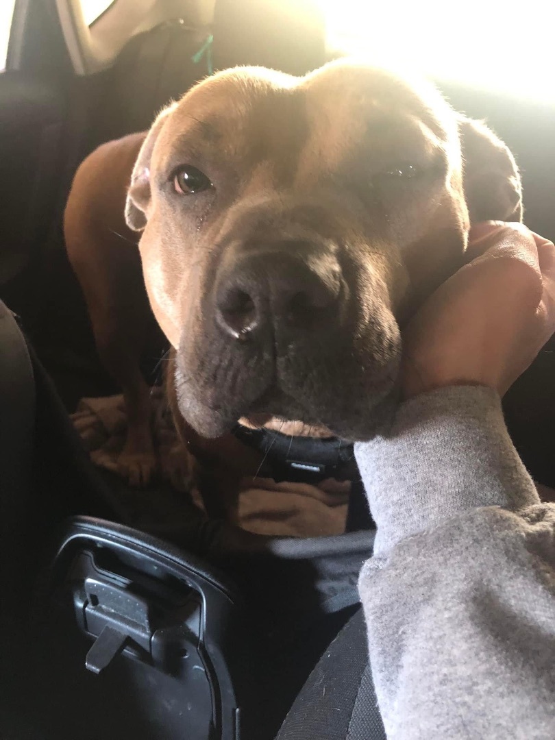 Enlarge Emmie (Foster Needed), a Adoptable mixed breed in Indianapolis, IN image 5/7