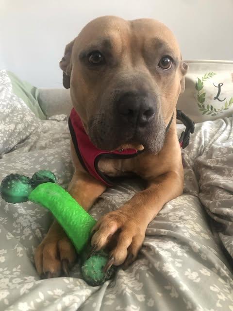 Enlarge Emmie (Foster Needed), a Adoptable mixed breed in Indianapolis, IN image 1/7