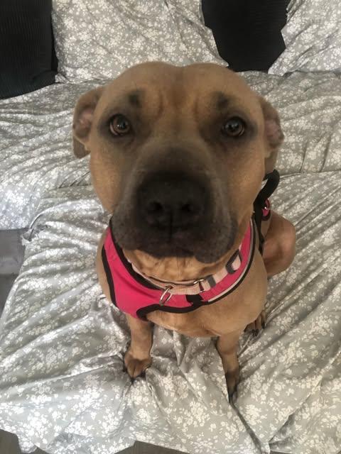 Enlarge Emmie (Foster Needed), a Adoptable mixed breed in Indianapolis, IN image 2/7