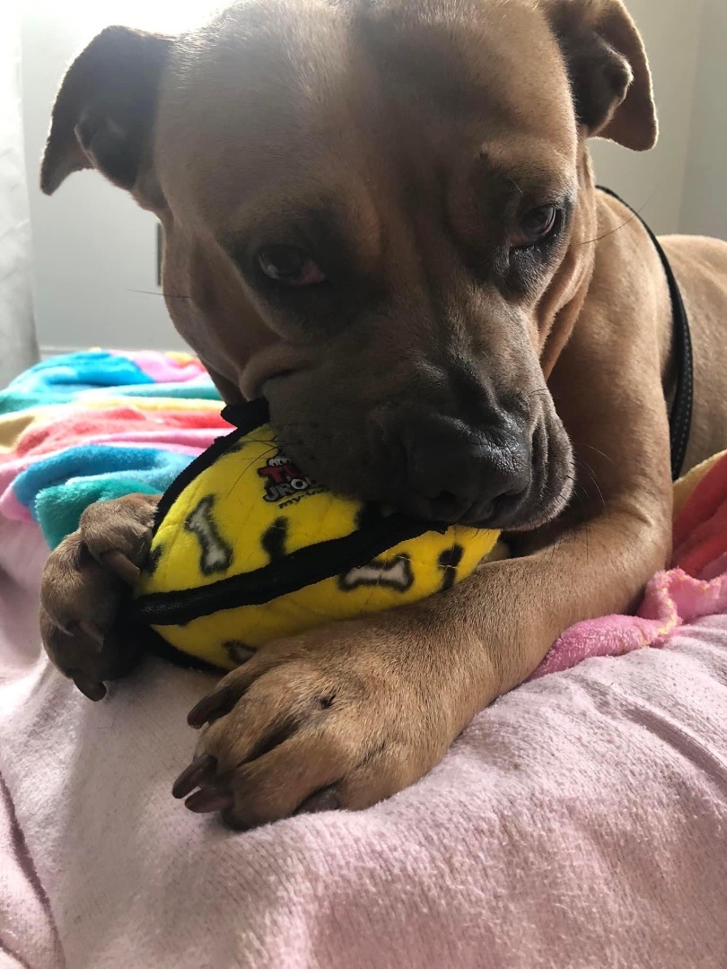 Enlarge Emmie (Foster Needed), a Adoptable mixed breed in Indianapolis, IN image 6/7