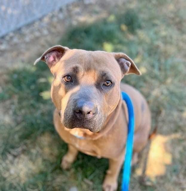 Emmy (Foster Needed)