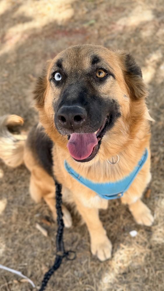 VEDA, Adoptable, Adult Female Shepherd.